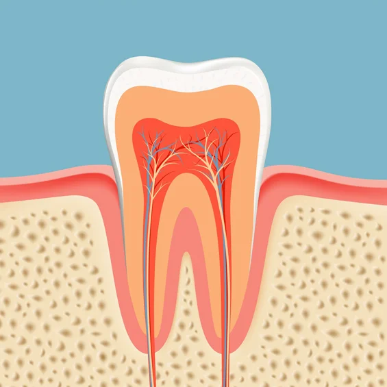 Cross-section diagram of human tooth showing enamel, dentin, pulp, and root structure in jawbone.